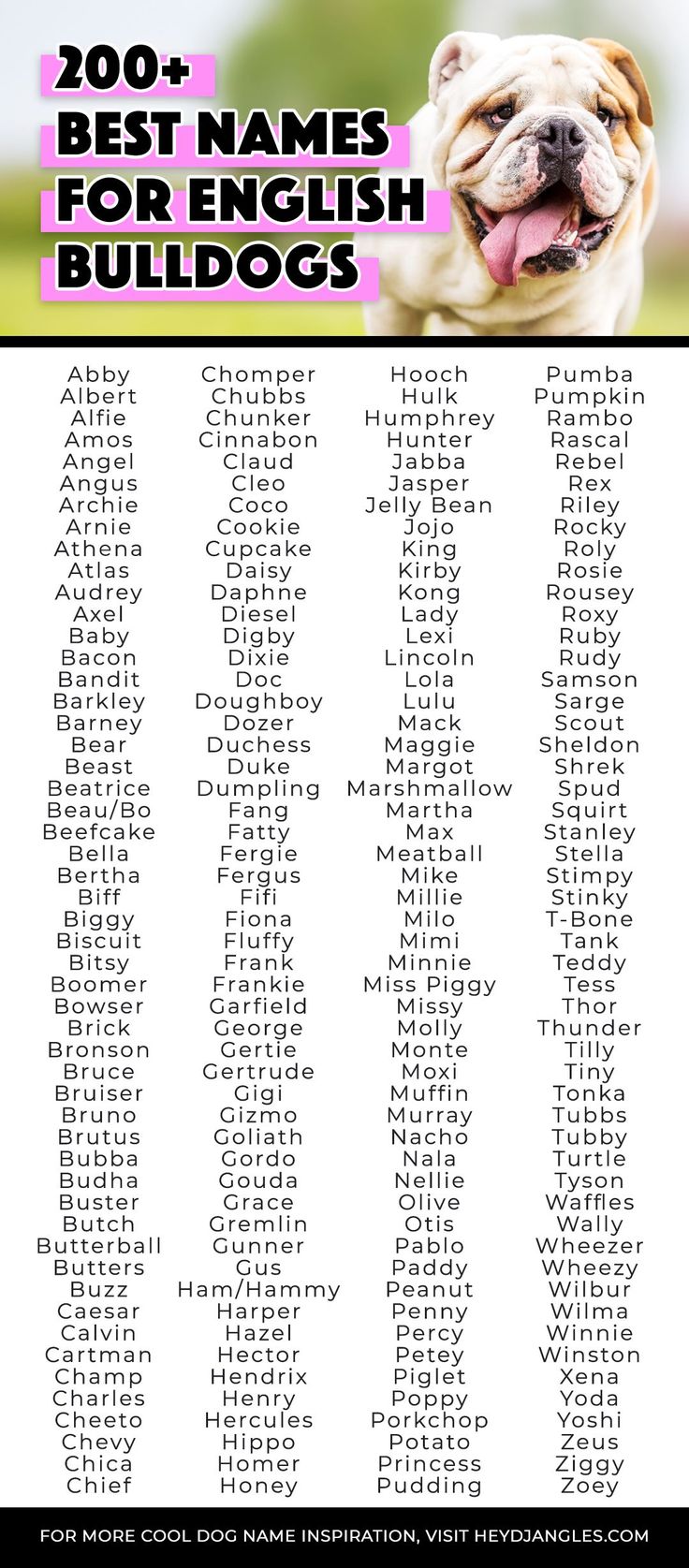190 Awesome Names For Great Danes Female And Male Hey Djangles 190 Awesome Names For Great Danes Female And Male Hey Djangles
