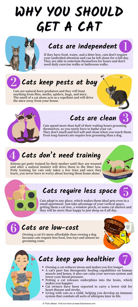 All You Need To Know About Cats Insurance Creative Story All You Need To Know About Cats Insurance Creative Story