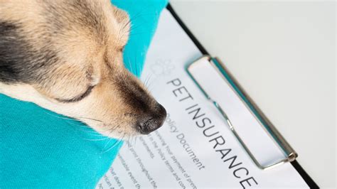 Animal Insurance