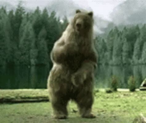 Bear Dance Gif Bear Dance Dancing Discover Share Gifs Bear Gif Bear Dance Gif Bear Dance Dancing Discover Share Gifs Bear Gif