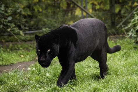 Black Panther Feels Cock Entering All Holes