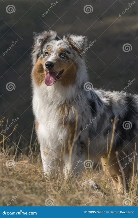 Blond Australian Shepherd Glemercedesblog Blond Australian Shepherd Glemercedesblog