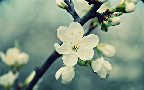Blossom Delight Minimalist Hd Wallpaper With Negative Space By Robokoboto Blossom Delight Minimalist Hd Wallpaper With Negative Space By Robokoboto