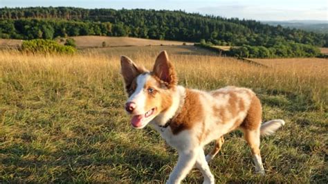 Border Collie Hilariously Demands Mom Give Her Front Row Seats To The