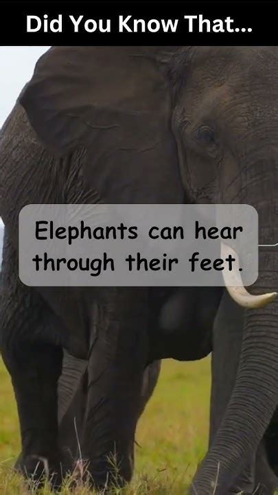 Can Elephants Hear Through Their Feet