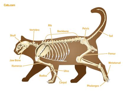 Cat Anatomy Guide Cats Com Cat Anatomy Guide Cats Com