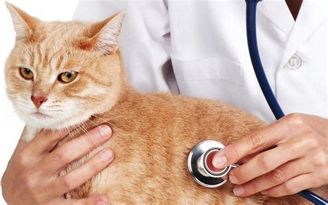 Cats Insurance
