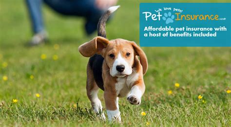 Cheap Dog Insurance