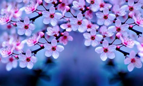 Cherry Blossom Wallpapers Wallpaper Cave Cherry Blossom Wallpapers Wallpaper Cave