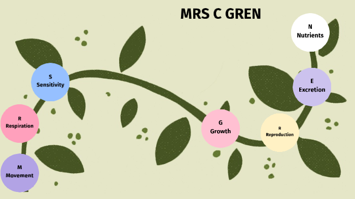 Diagram Of Mrs C Gren Quizlet Diagram Of Mrs C Gren Quizlet