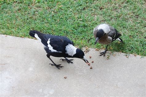 Do Magpies Migrate Animal Workshops And Parties For Fun Education Do Magpies Migrate Animal Workshops And Parties For Fun Education