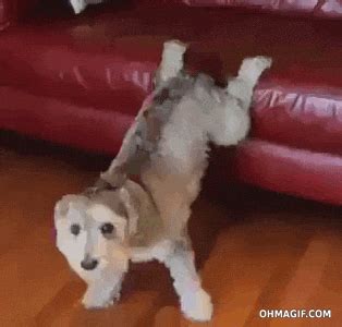 Dog Hump Gifs Find Share On Giphy Dog Hump Gifs Find Share On Giphy