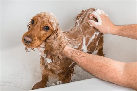 Dog Insurance Protect Your Four Legged Friend Here Dog Insurance Protect Your Four Legged Friend Here