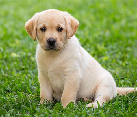 Dog Parents Can U Feel Me Labrador Dog Trending Puppy Labrador Dog Parents Can U Feel Me Labrador Dog Trending Puppy Labrador