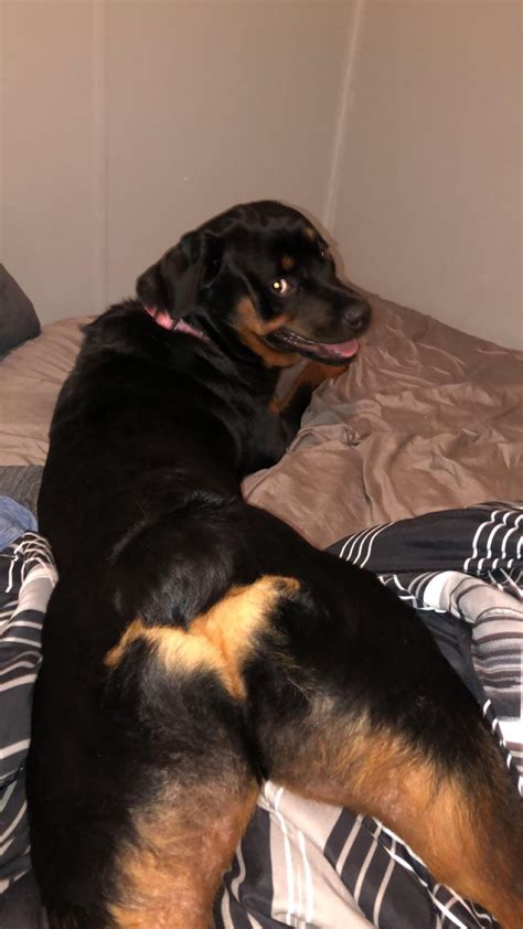 Dog Sex Onlyfans