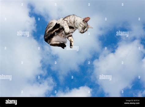 H Ssliche Katze Fotos Und Bildmaterial In Hoher Aufl Sung Alamy H Ssliche Katze Fotos Und Bildmaterial In Hoher Aufl Sung Alamy