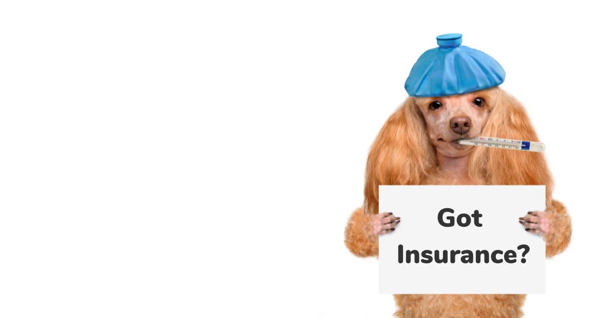 How Much Is Pet Insurance For Dogs