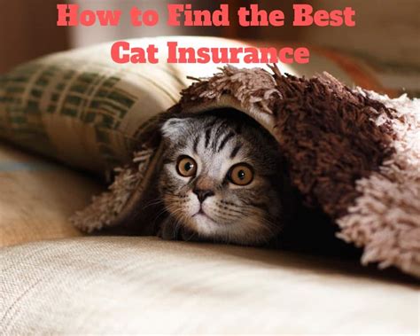 How To Find The Best Cat Insurance Oliveknows How To Find The Best Cat Insurance Oliveknows