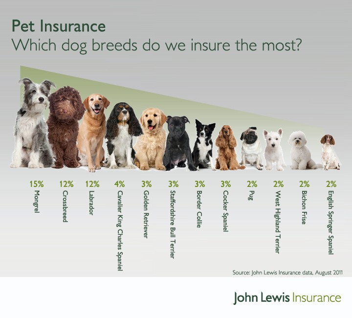 Infographic What Dog Breeds Cost Most To Insure Shortlister Infographic What Dog Breeds Cost Most To Insure Shortlister