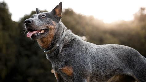 Is Pet Insurance Really Worth The Cost Money Magazine Is Pet Insurance Really Worth The Cost Money Magazine