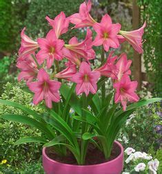 Lilyblooms Aquatic Gardens Buy Pond Plants Water Lilies Floating