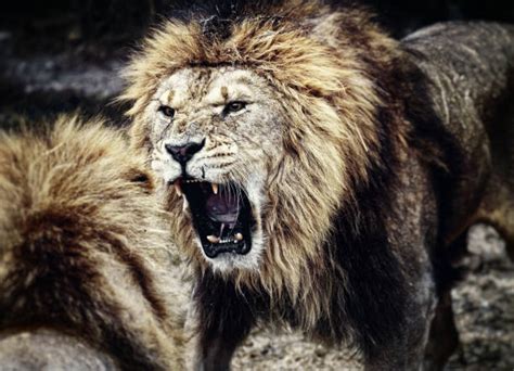 Lion Fight Stock Photos Pictures Royalty Free Images Istock Lion Fight Stock Photos Pictures Royalty Free Images Istock