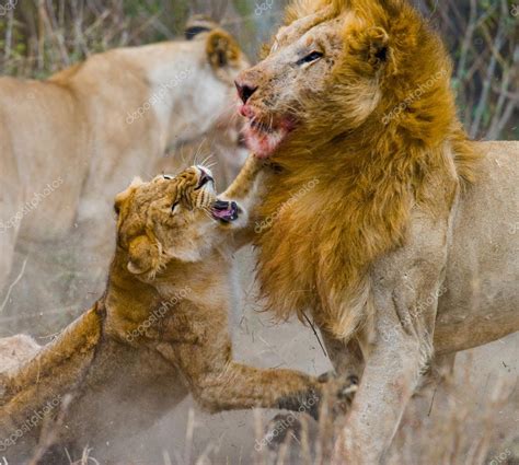Lioness Fighting Lioness Fighting
