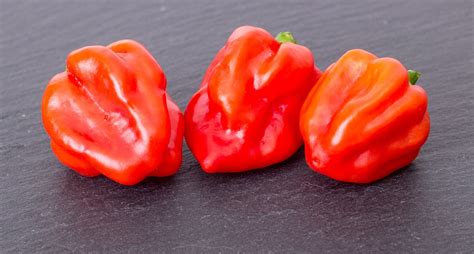 Paprika Lust Xxx