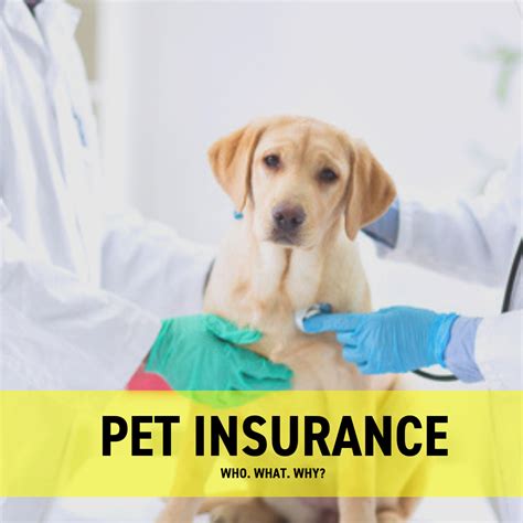 Pets Pet Insurance