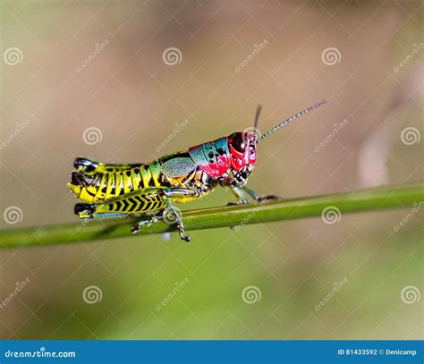 Pole Hopper