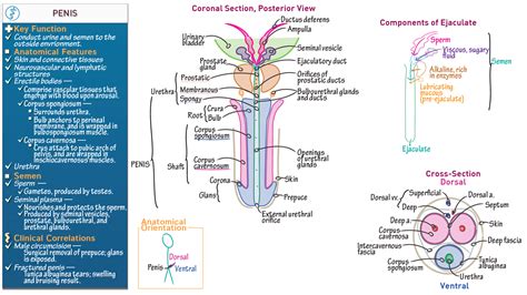 The Penis Structure Muscles Innervation Teachmeanatomy The Penis Structure Muscles Innervation Teachmeanatomy