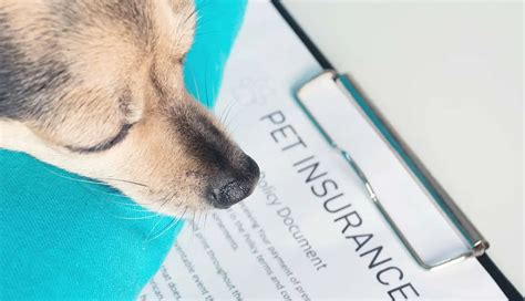 Top 7 Pet Insurance Cost In 2022 Blog H Ng Top 7 Pet Insurance Cost In 2022 Blog H Ng
