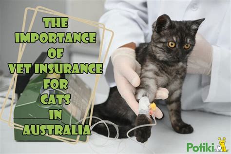 Vet Insurance For Cats May 2025 Vet Insurance For Cats May 2025