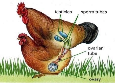 Where Does Fertilization Occur In A Hen Where Does Fertilization Occur In A Hen