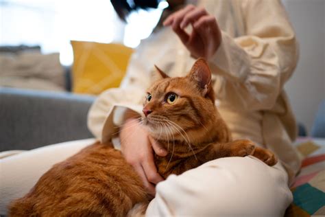 Why Cat Insurance Is A Game Changer For Feline Health Petwithit Why Cat Insurance Is A Game Changer For Feline Health Petwithit
