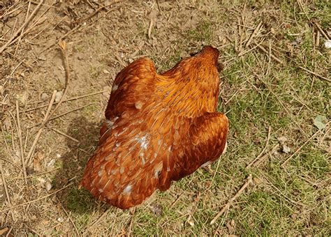 Why Is My Chicken Squatting Chicken Fans Why Is My Chicken Squatting Chicken Fans